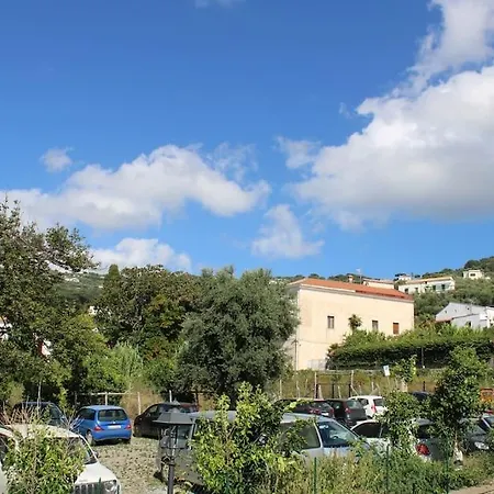 L'orchidea